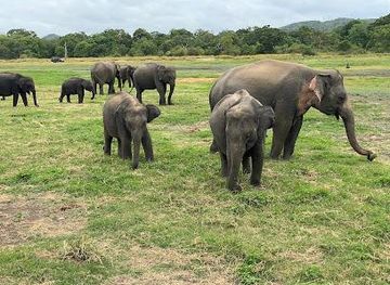 sri-lanka/polonnaruwa/attraction/minneriya-national-park