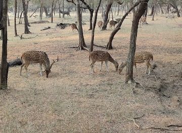 india/ranthambore/attraction/ranthambore-safari