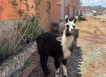 peru/lares-trek/attraction/killa-suma