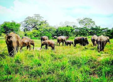 sri-lanka/sigiriya/attraction/lankan-wild-life-jeep-safari-habarana