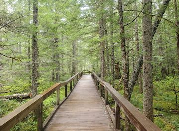 washington/mount-st-helens-national-volcanic-monument/attraction/trail-of-two-forests-interpretive-site