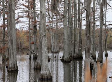 mississippi/the-yazoo-basin/attraction/panther-swamp-national-wildlife-refuge