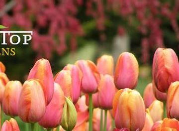 australia/canberra/attraction/tulip-top-gardens