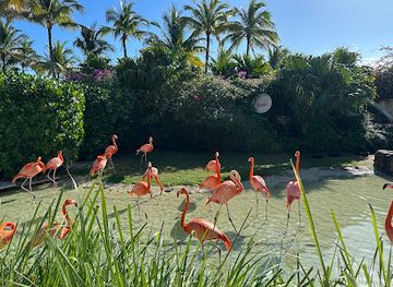 the-bahamas/nassau/cable-beach/attraction/flamingo-cay