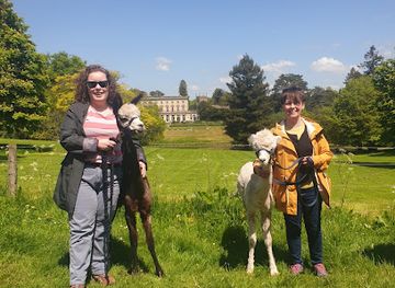 united-kingdom/the-cotswolds/attraction/cotswold-alpacas