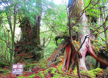 japan/yakushima/attraction/kokemusu-forest
