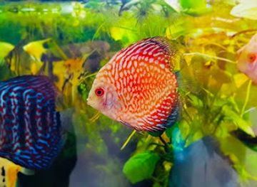 spain/madrid/attraction/aquarium-costa-rica