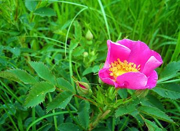 minnesota/prairie-pothole-region/attraction/western-prairie-scientific-and-natural-area