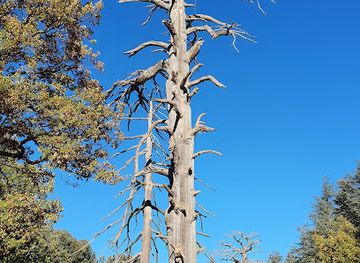 morocco/saharan-morocco/attraction/cedre-gouraud-forest