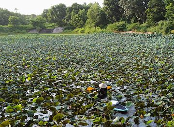 vietnam/phan-thiet/attraction/bau-sen-thien-nghiep