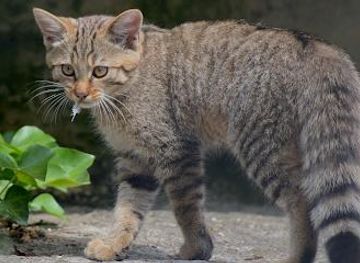 switzerland/bern/attraction/dahlholzli