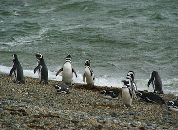 chile/magallanes-and-chilean-antarctica-region/attraction/seno-otway