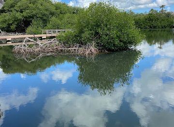 curacao/jan-thiel-beach/attraction/curacao-rif-mangrove-park