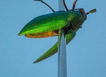 belgium/louvain-la-neuve/attraction/ladeuzeplein