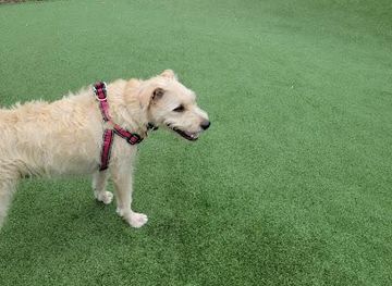 canada/winnipeg/attraction/bonnycastle-dog-park