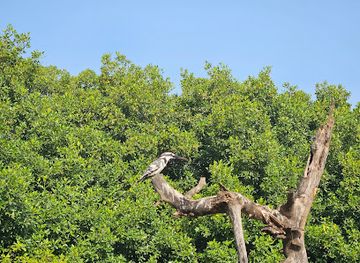 the-gambia/kanifing/attraction/birding-place-tanji