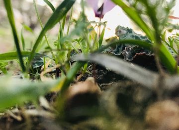 jordan/um-qais/attraction/ghbt-alqbw