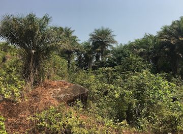 guinea/kindia-region/attraction/ile-kassa