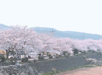 south-korea/jeju-city/aewol/attraction/cherry-blossom-street