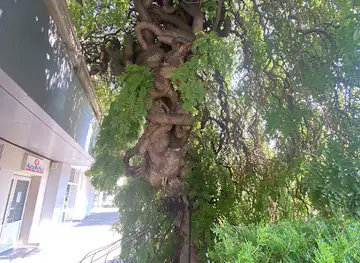 Copacul împletit