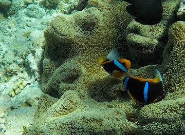 palau/babeldaob-island/attraction/big-drop-off