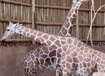 illinois/schaumburg/attraction/regenstein-african-journey