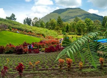 indonesia/lake-toba/attraction/taman-bunga-sapo-juma
