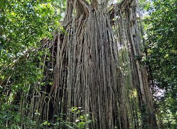 australia/cairns/attraction/curtain-fig-national-park