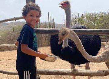 aruba/san-nicolas/attraction/aruba-ostrich-farm