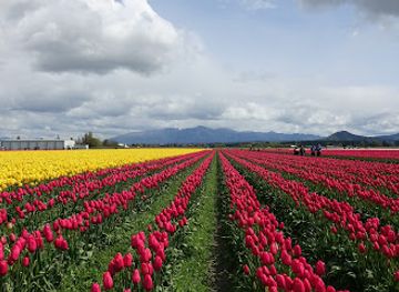 washington/the-skagit-valley/attraction/skagit-valley-tulip-festival-headquarters