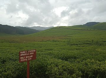 rwanda/cyangugu/attraction/tea-park-rwanda
