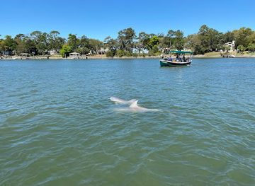 south-carolina/hilton-head-island/attraction/dolphin-discoveries-hilton-head