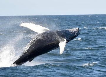 new-jersey/north-jersey/attraction/jersey-shore-whale-watching-tours