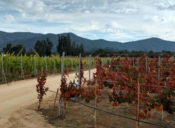 chile/aconcagua-valley/attraction/attilio-mochi-passionate-winemakers-vina-tunquen-limitada