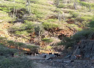 Rooi Tambu Trail