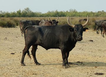 france/camargue/attraction/visite-manade-camargue-camargu-oustau-arles