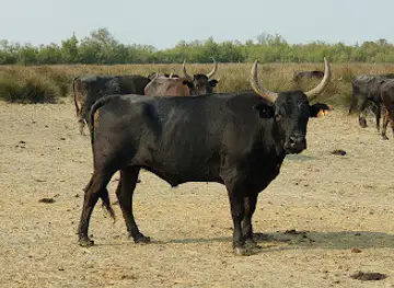 Visite Manade Camargue Camargu'oustau - ARLES