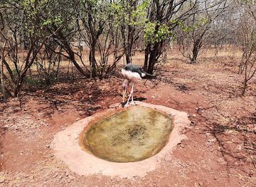 botswana/chobe-national-park/attraction/caracal