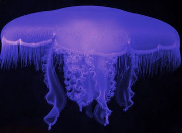 california/central-coast/attraction/central-coast-aquarium