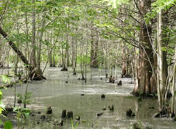 virginia/great-dismal-swamp-national-wildlife-refuge/attraction/great-dismal-swamp