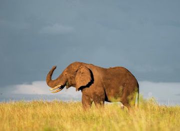 tanzania/arusha/attraction/wildland-adventures