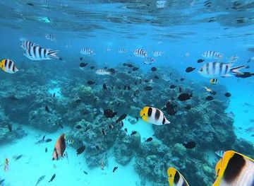 french-polynesia/raiatea/attraction/h2o-bora-bora