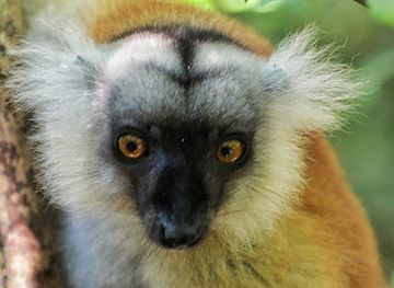 madagascar/ihorombe/attraction/lokobe-nature-special-reserve