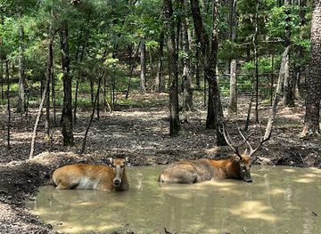 oklahoma/beavers-bend-state-park/attraction/beavers-bend-safari-park