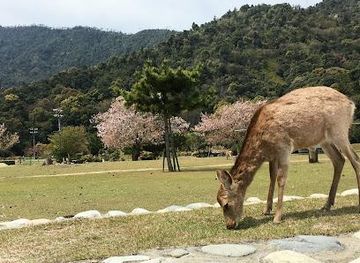 japan/hiroshima/attraction/tsutsumigaura-nature-park