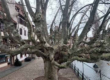 france/strasbourg/attraction/le-platane