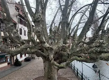 Le Platane