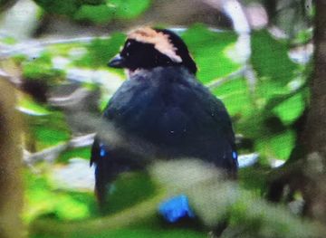 uganda/rwenzori-mountains-national-park/attraction/the-bird-company-green-breasted-pitta