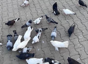 iraq/dohuk/attraction/hamamah-dahuk