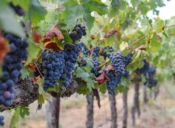 california/martinez/attraction/hagafen-cellars